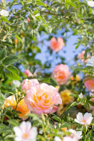 Téléchargez les photos : Fond de roses jaunes et roses au soleil - en image libre de droit