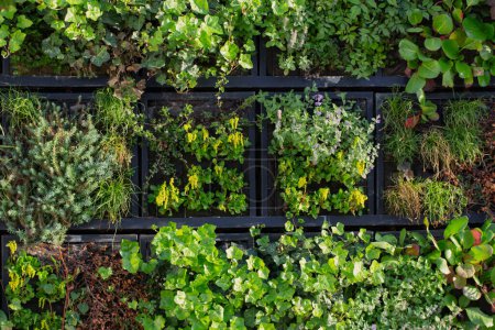 Téléchargez les photos : Mur de la ville avec des plantes grimpantes au soleil - en image libre de droit