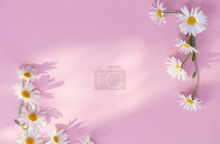 Téléchargez les photos : Fleurs de camomille blanche sur fond rose au soleil - en image libre de droit