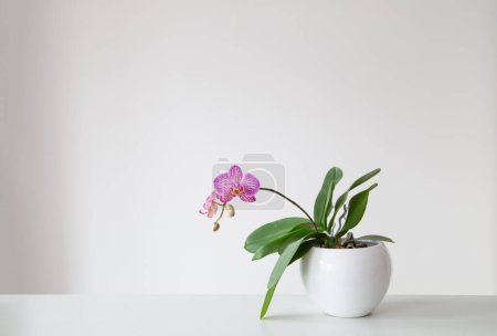 Téléchargez les photos : Orchidée tigre violet en pot de fleurs sur fond blanc - en image libre de droit