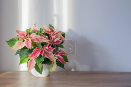 Photo for Pink poinsettia in white ceramic pot on wooden shelf - Royalty Free Image