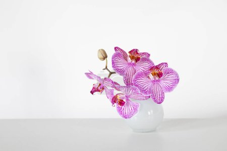 Téléchargez les photos : Orchidée pourpre dans un vase en verre sur fond blanc - en image libre de droit