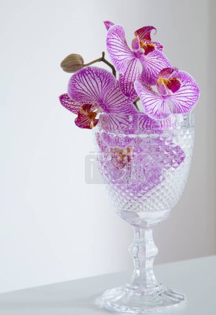 Foto de Orquídea púrpura en vidrio sobre fondo pared blanca - Imagen libre de derechos