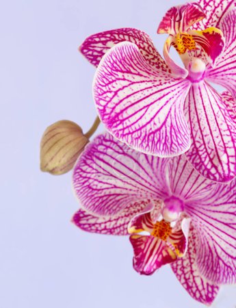 Foto de Orquídea púrpura de cerca sobre fondo púrpura claro - Imagen libre de derechos