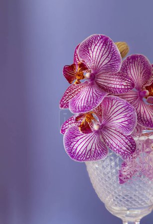 Téléchargez les photos : Orchidée pourpre en verre gros plan sur fond violet - en image libre de droit