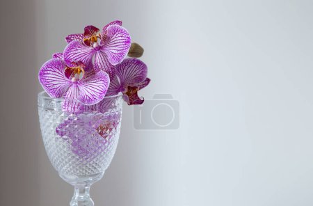 Foto de Orquídea púrpura en vidrio sobre fondo pared blanca - Imagen libre de derechos