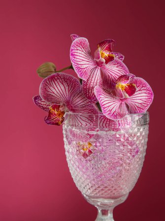 Photo for Purple orchid in glass close up on pink background - Royalty Free Image