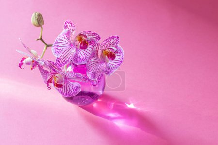 Téléchargez les photos : Orchidée pourpre au soleil sur fond rose - en image libre de droit