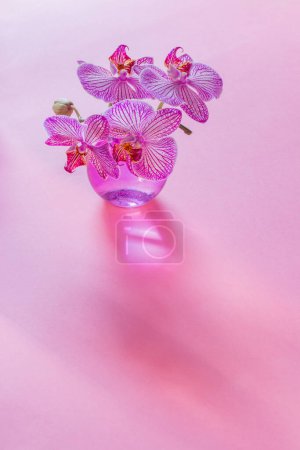 Photo for Purple orchid in sunlight on pink background - Royalty Free Image