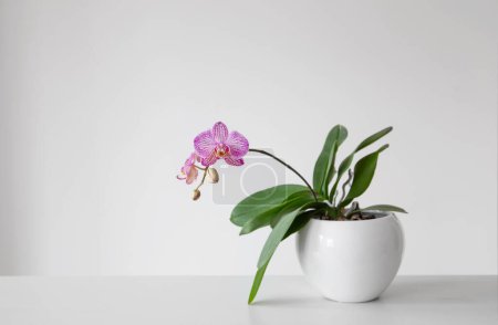 Téléchargez les photos : Orchidée tigre violet en pot de fleurs sur fond blanc - en image libre de droit
