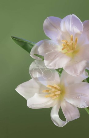Foto de Blanco hermosos tulipanes sobre fondo verde - Imagen libre de derechos