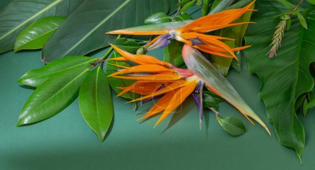 tropical exotic  flowers and leaves on green background