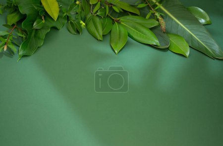 Photo for Tropical green  leaves on green background - Royalty Free Image