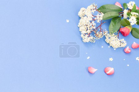 Téléchargez les photos : Fleurs de sureau de printemps sur fond bleu - en image libre de droit