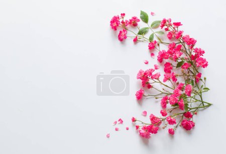 Photo for Pink roses on white paper background - Royalty Free Image