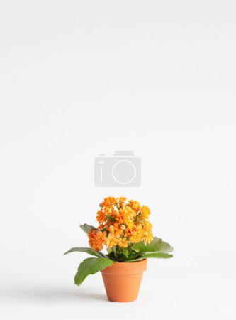 Téléchargez les photos : Kalanchoe en pot de fleurs orange sur fond blanc - en image libre de droit
