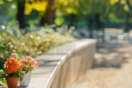 Foto de Flores en macetas a la luz del sol al aire libre - Imagen libre de derechos