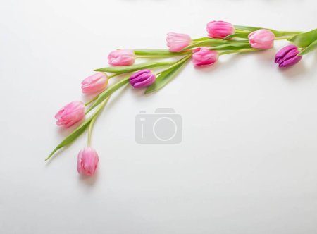 Photo for Pink tulips on white background - Royalty Free Image
