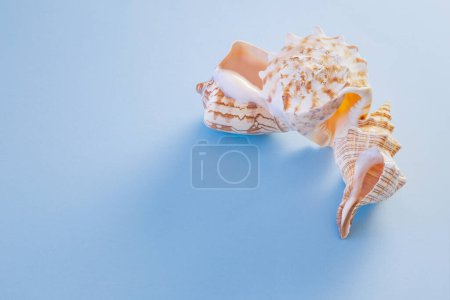 Photo for Beautiful seashell on blue background - Royalty Free Image