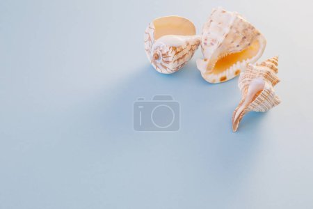 Foto de Hermosa concha de mar sobre fondo azul - Imagen libre de derechos