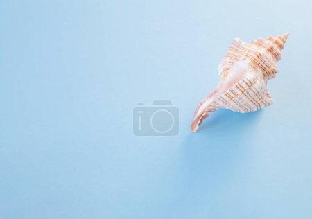 Foto de Hermosa concha de mar sobre fondo azul - Imagen libre de derechos