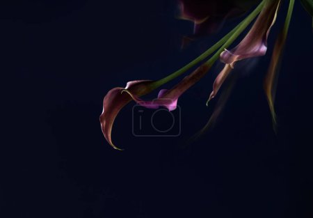 Téléchargez les photos : Calla lily violet sur fond sombre gros plan - en image libre de droit