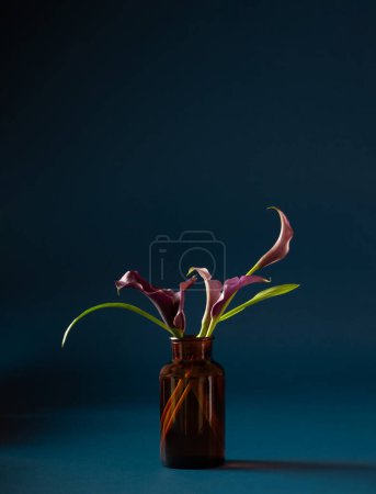 Téléchargez les photos : Calla lily violet dans un vase sur fond sombre - en image libre de droit