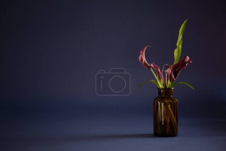 Foto de Lirio de cala púrpura en jarrón sobre fondo oscuro - Imagen libre de derechos
