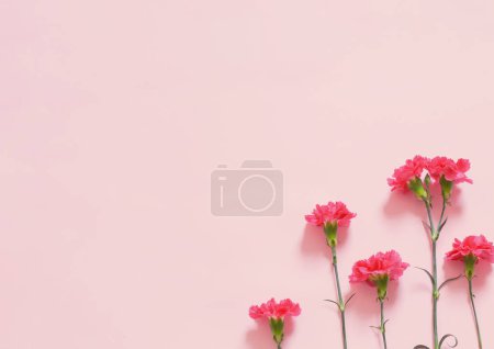 Foto de Flores de clavel rosa sobre fondo rosa - Imagen libre de derechos