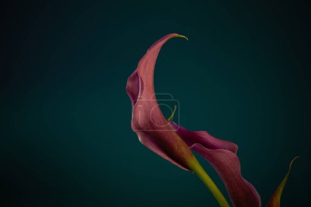 Photo for Purple calla lily on dark background close up - Royalty Free Image