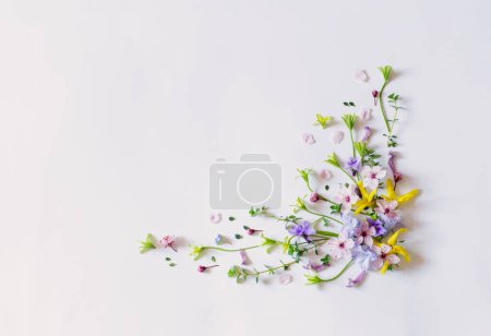 Téléchargez les photos : Fleurs sauvages de printemps sur fond de papier blanc - en image libre de droit
