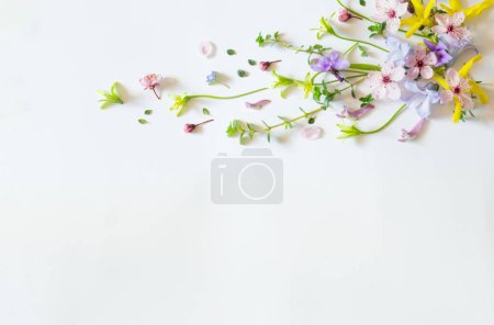 Photo for Wild spring flowers on white paper background - Royalty Free Image