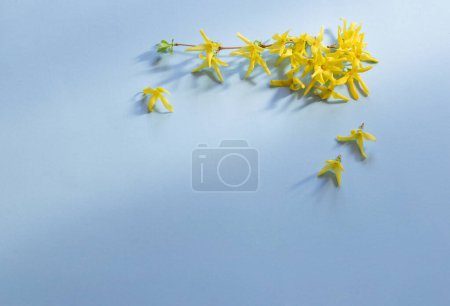 Foto de Flores forsythia sobre fondo de papel azul - Imagen libre de derechos