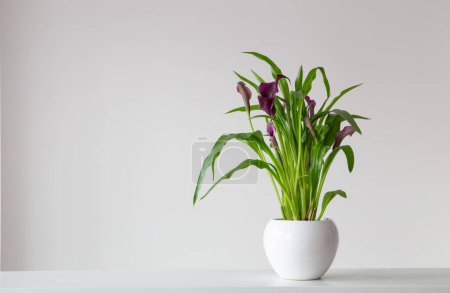 Téléchargez les photos : Fleur de calla violette en pot de fleurs sur fond blanc - en image libre de droit