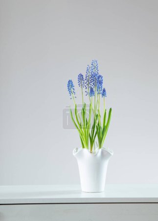 Photo for Blue  muscari flower on white background - Royalty Free Image