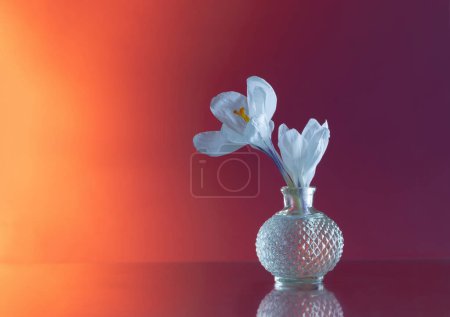 Photo for Spring white  flowers in glass vase on pink background - Royalty Free Image