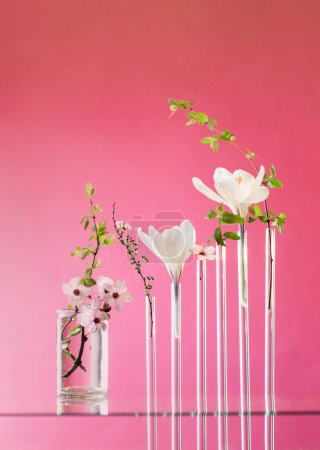 Foto de Primavera flores blancas en jarrón de cristal sobre fondo rosa - Imagen libre de derechos