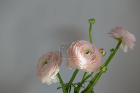 Photo for Pink buttercups flowers on gray background - Royalty Free Image