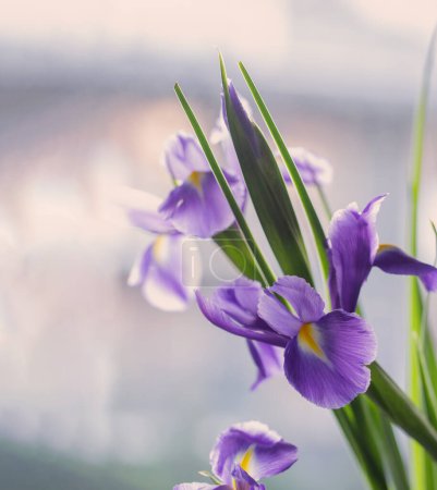 Foto de Hermosas flores de iris sobre fondo claro - Imagen libre de derechos