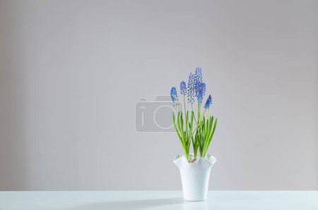 Photo for Blue  muscari flower on white background - Royalty Free Image