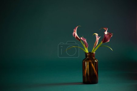 Téléchargez les photos : Calla lily violet dans un vase sur fond sombre - en image libre de droit