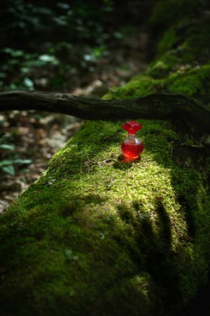 Foto de Poción mágica en botella de vidrio en el bosque de verano - Imagen libre de derechos