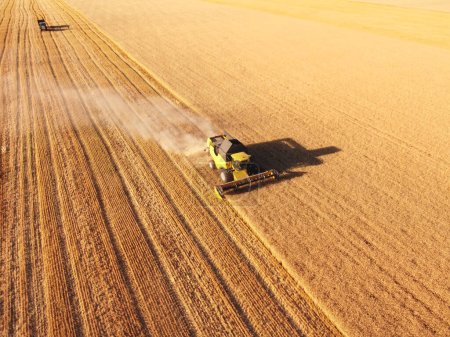 Foto de Combine el trabajo de cosechadora y remolque en el campo de trigo. Vista aérea, tema de agricultura - Imagen libre de derechos