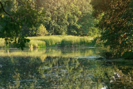 Téléchargez les photos : Été nature avec étang tranquille lac en forêt - en image libre de droit