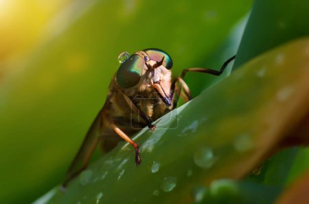 Foto de Macro foto con mosca y gota de agua en su ojo. Mañana de verano macro. - Imagen libre de derechos