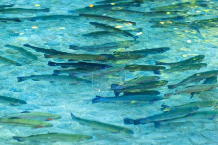 Manada de peces trucha arco iris en estanque artificial. Cultivo de peces en agua limpia al aire libre en parques o granjas acuáticas