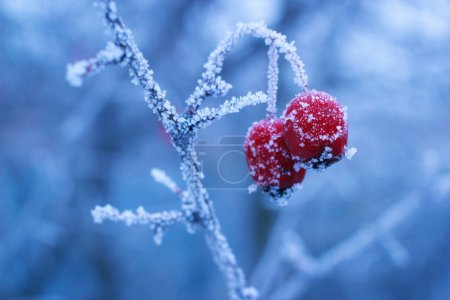 Photo for Winter frozen berries of hawthorn on branch with ice frost - Royalty Free Image