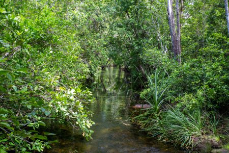 Téléchargez les photos : Ruisseau Florence dans le parc national Litchfield, en aval des chutes Florence dans le Territoire du Nord, Australie - en image libre de droit