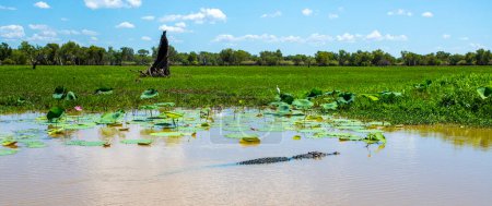 Foto de Vista de un gran cocodrilo de agua salada, Crocodylus porosus, descansando en la superficie de Yellow Water (Ngurrungurrudjba) Billabong en Kakadu, Territorio del Norte, Australia - Imagen libre de derechos