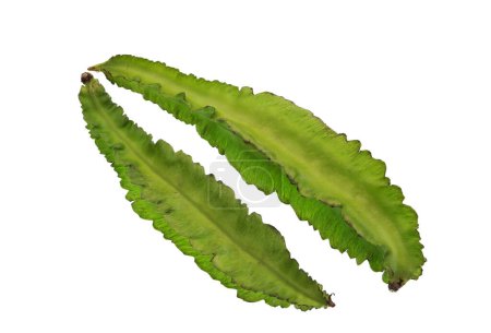 Foto de Winged bean, Psophocarpus tetragonolobus, is a tropical herbaceous legume plant widely used in South Asia. - Imagen libre de derechos